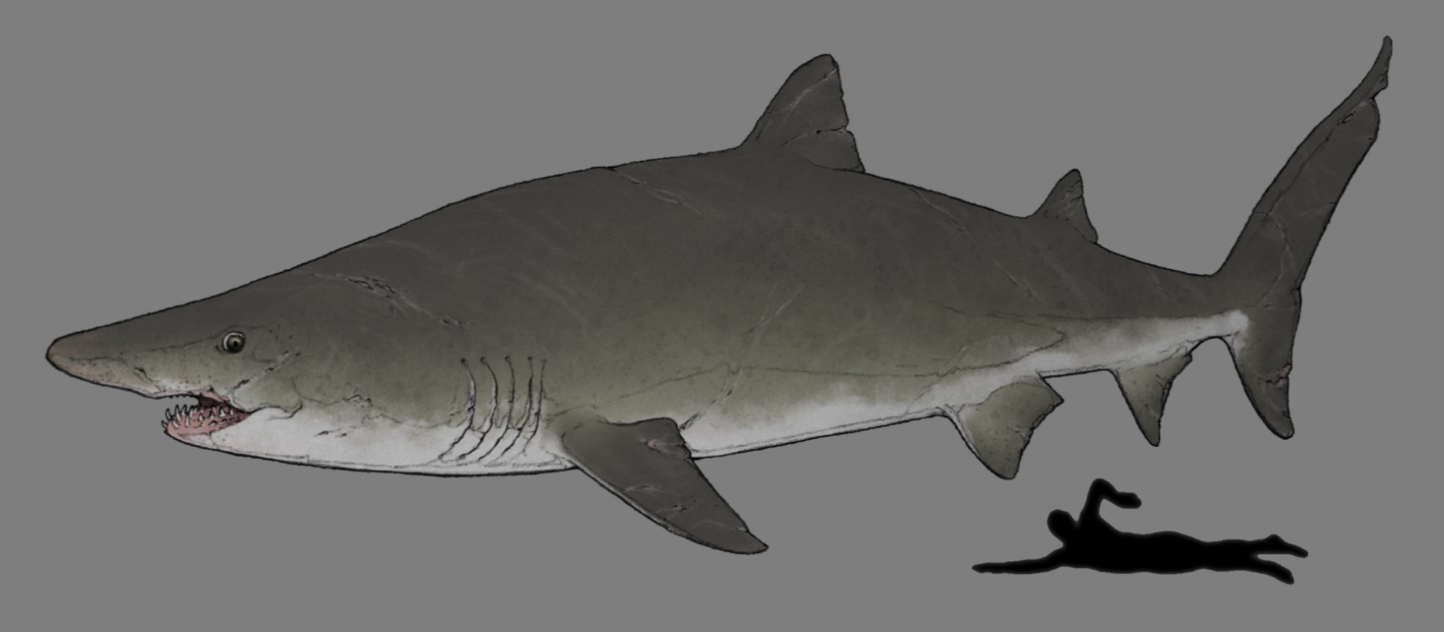 Twitter 上的 Nao70shark いろんなジャンルのサメイラスト T Co Czyaagobnr Twitter