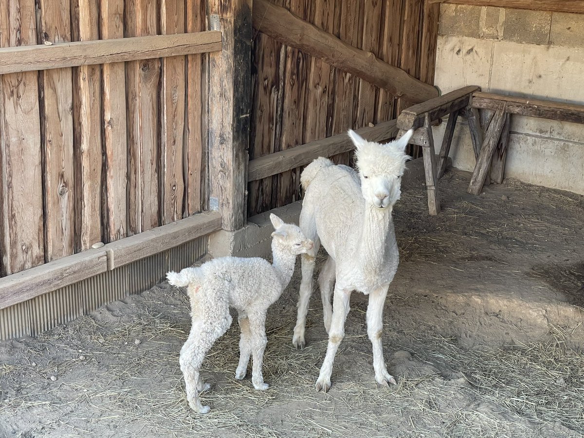 _m_wi's tweet photo. Zweiter Nachwuchs auf Nachbars Weide! #niederbayern
Welcome Alma 😍😍😍❤️❤️❤️❤️ https://t.co/mTruSyvFzk