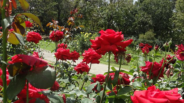Rolf_Georg_E's tweet photo. Guten Morgen Twitter
Am Sonntag den 12. Juni 2022
An diesem Sommertag könnt ihr euch erfreuen,
denn es ist 
#TagdesGartens &amp; #TagderRotenRose
Ein Tag zum zu Hause bleiben
für die lieben Gartenbesitzer,
oder ein Tag für den Park.
Genisst bei Sonne und Wärme den Duft der Blumen. https://t.co/aLfwbGFoOX