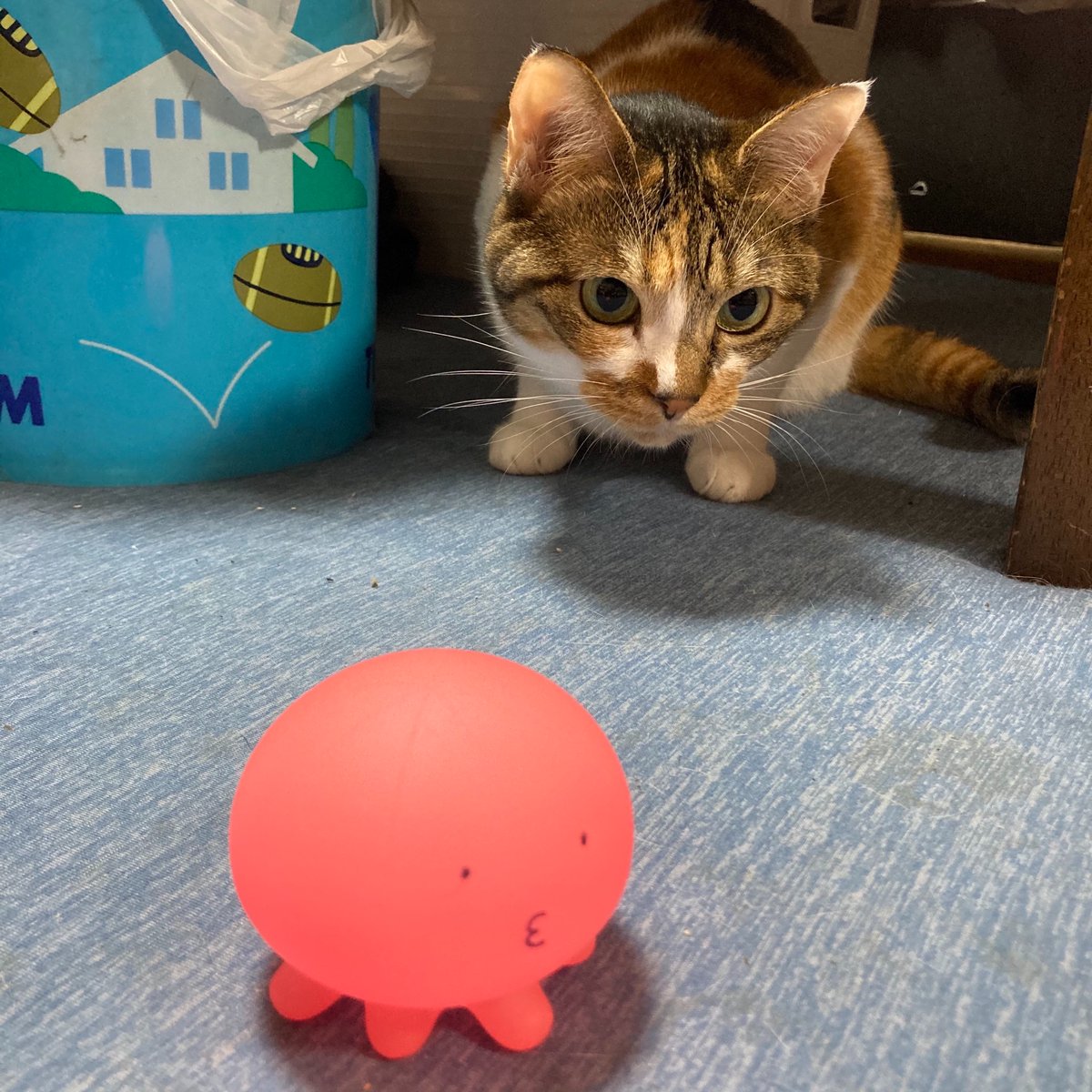 richard28th's tweet photo. ホムセンのアウトレットコーナーで
お風呂に浮かべるクラゲライトが投げ売られてたので
秒で確保して顔を描いた
※付属電池は切れてて光りません
#タコピーの原罪
#100均
#LR41
#猫 https://t.co/1U1WyYSTmT