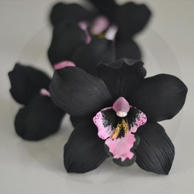 deibean's tweet photo. #blackorchid https://t.co/SmHEAwheUk