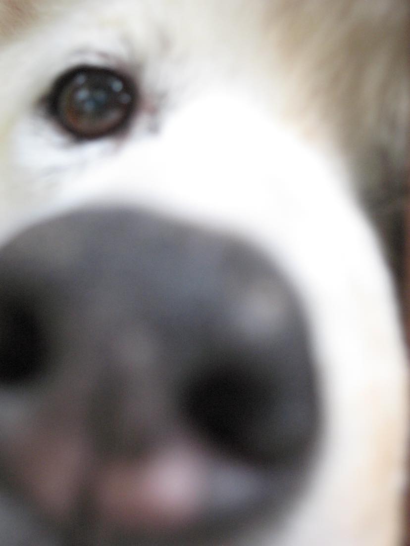 mamosajo's tweet photo. zoom in zoom out zoom in zoom out #DeFiPets @defi_frens https://t.co/FnihGD4JPF