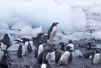 climate_mission's tweet image. OUR #PLASTIC - Researchers from the University of Canterbury have found #PET, a common type of plastic used in drink bottles, food packaging and fabrics, all across fresh snow in the #Antarctica - a discovery with human health and #climatechange implications. #BlueEconomy #water