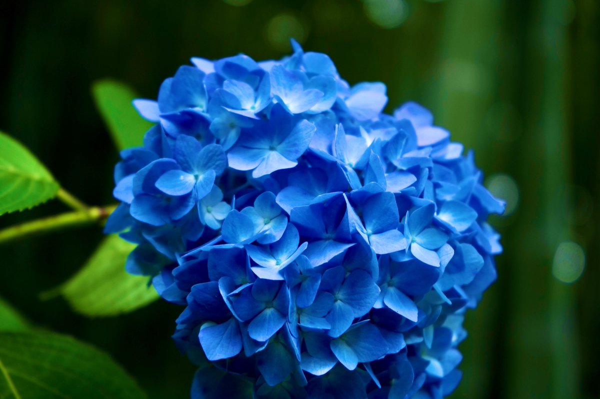 Kencamera73's tweet photo. 明月院の紫陽花。

#photography 
#photo 
#写真好きな人と繫がりたい 
#写真 https://t.co/fjMiMcUmTA