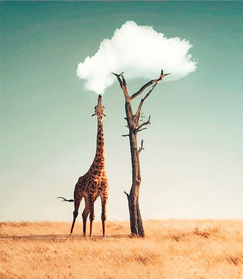 SarojKumarJha's tweet photo. The Naked Nature https://t.co/HODjQoC4TK