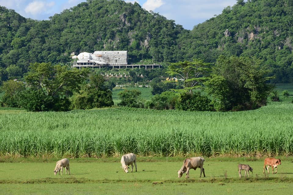 ARealSugarExprt's tweet photo. Rain makes cane and Thailand has received plenty this season.  Whether they recover back to 120M tonnes in 22/23 remains to be seen.  Recent cane tours show the cane in great condition.  Anything above 110M would be a significant improvement.  135M in 23/24? #Wachira https://t.co/jXXDVQ4jDX