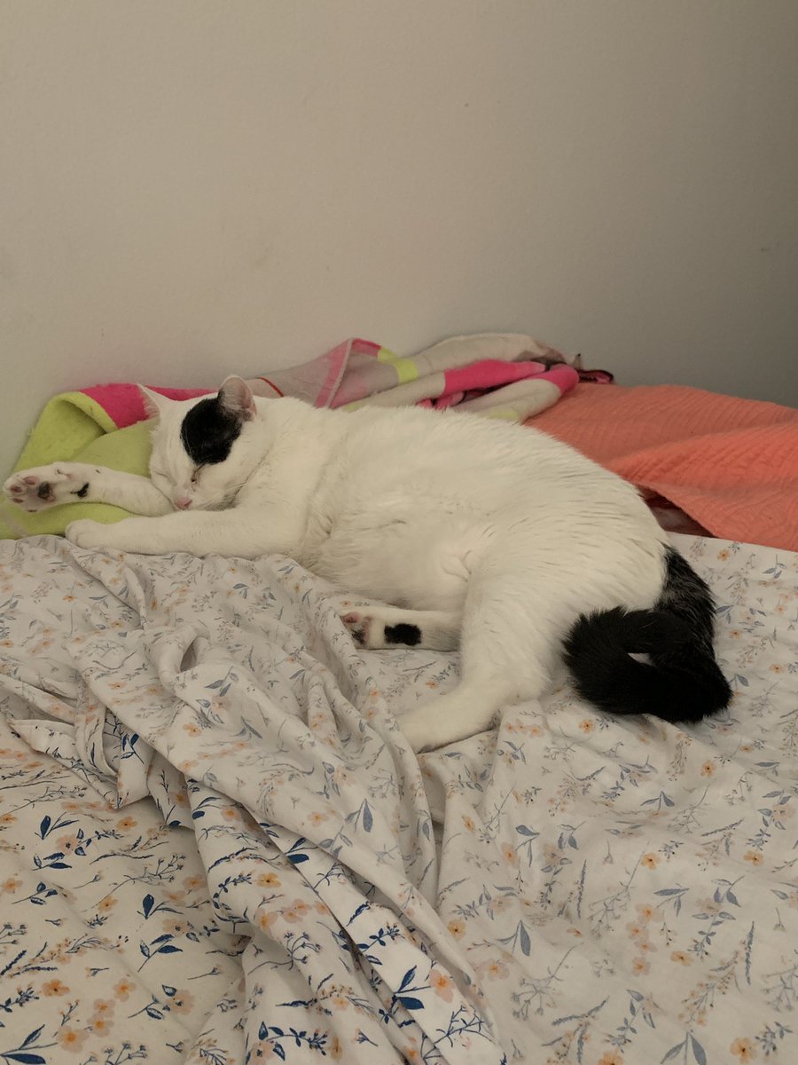 faviator's tweet photo. #snugbug with #curltail https://t.co/EoMmcmvtmL