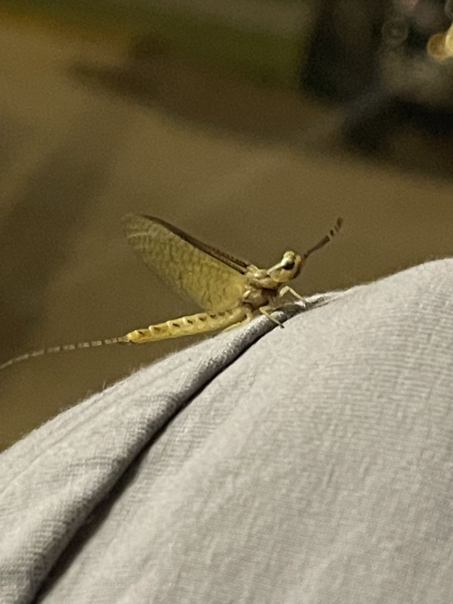 Had this mayfly land on me and spend some time with me. I thought it was pretty interesting since they only live for about 24 hours. They are basically born, mate and then die. They are considered the most highly evolved species in existence.