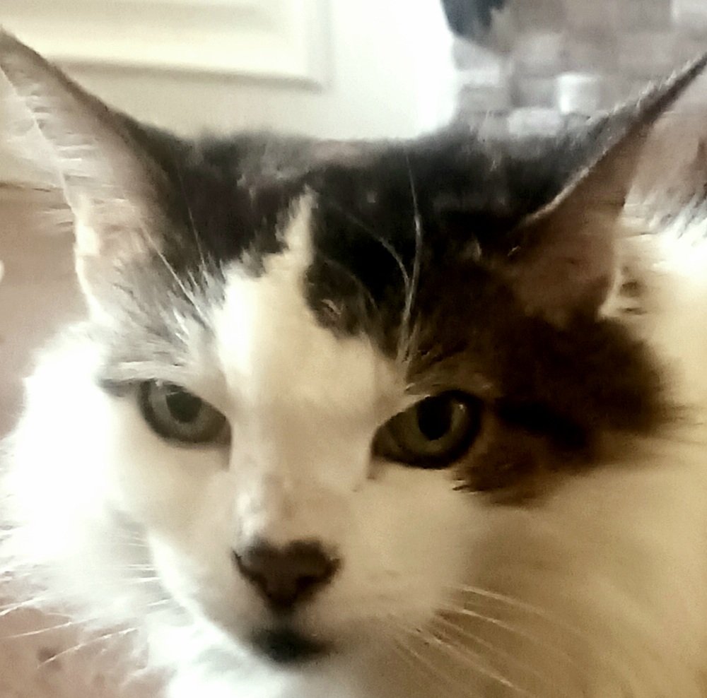 <a href="/Spielbergstud/">Dawson</a> <a href="/SARA2001NOOR/">Sara✌️💙🍉peaceFOReveryone</a> Take care and take heart: My cat Baby is going on 22 and yesterday she caught a mouse! (Lord knows how old the mouse was). That nine lives stuff is unscientific, but if a kitty cat wants to hang in with you, they'll do their best. They know if they're loved.