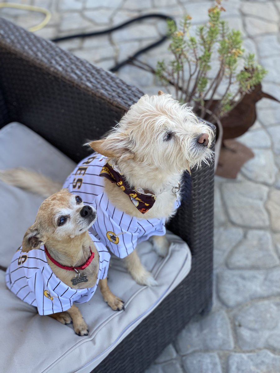 MollyCook4's tweet image. #padrespets