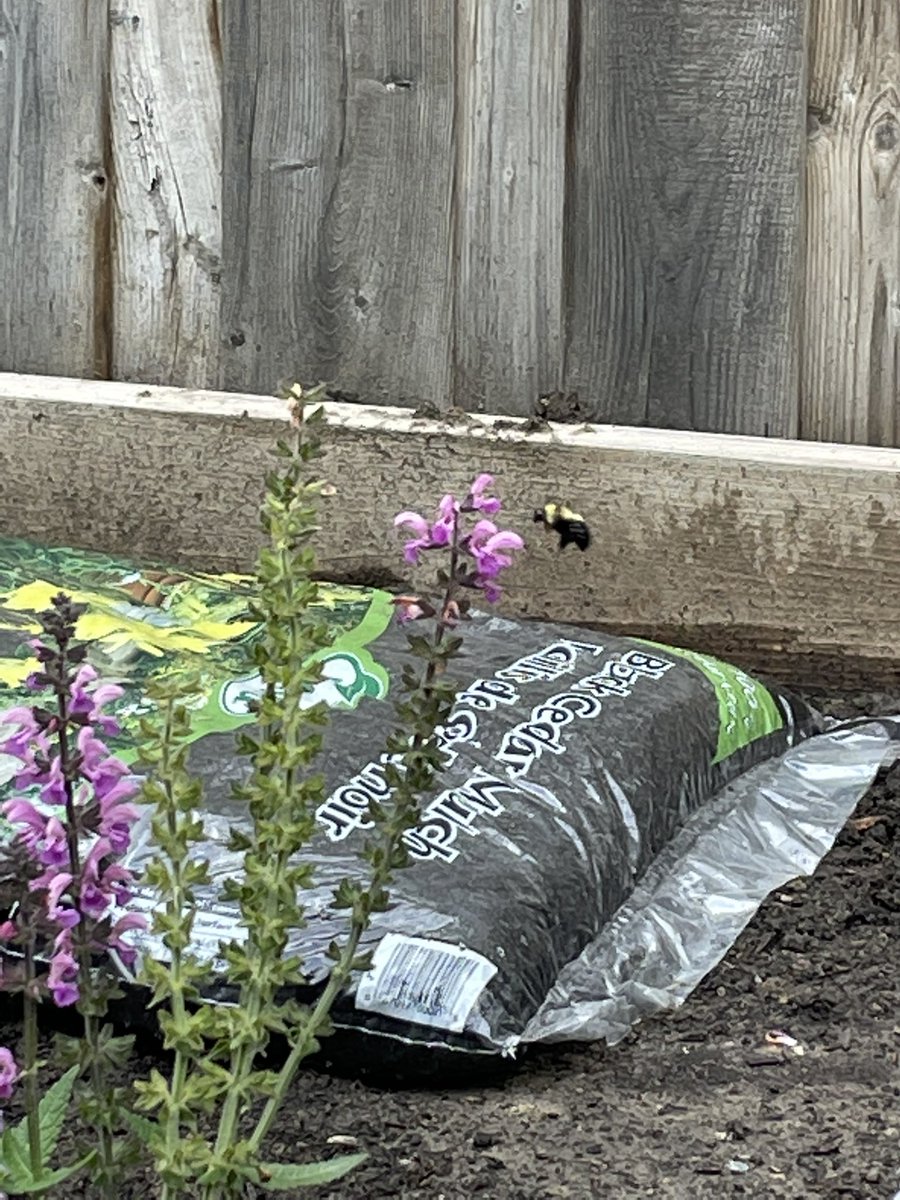 LocalClass_Runr's tweet image. Four hours of gardening followed by 20K run. The weather forecast failed mebadly. Said it would be clear skies but it drenched me for the first 10K. Shoes got soaked and lost their responsiveness making for some sore feet 🙁. #run #runners #running #runchat