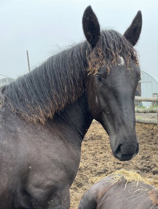 戸部新左ヱ門のtwitterイラスト検索結果