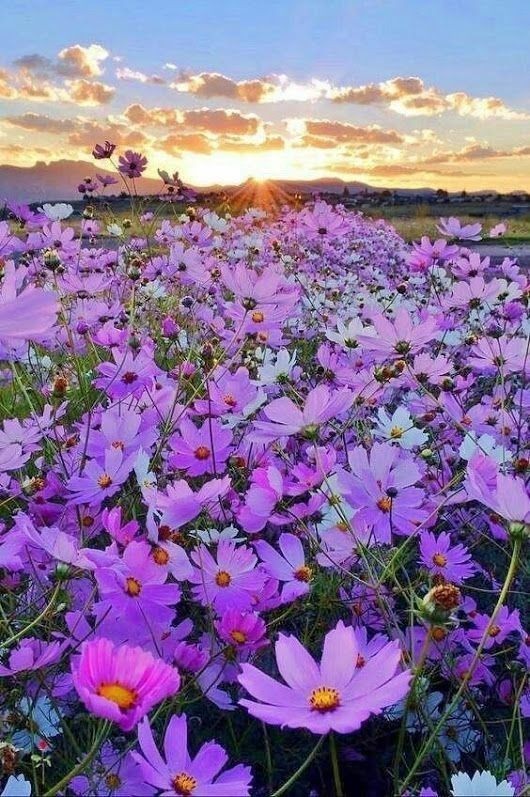 mersana1100 tweet picture