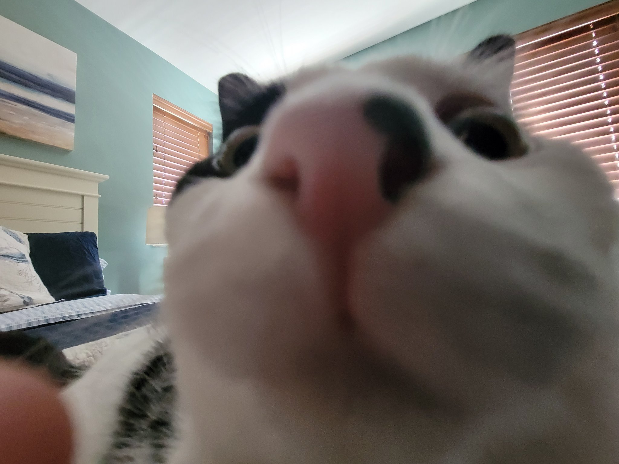 cats who share one braincell on Twitter: cats who share one braincell on Twitter: