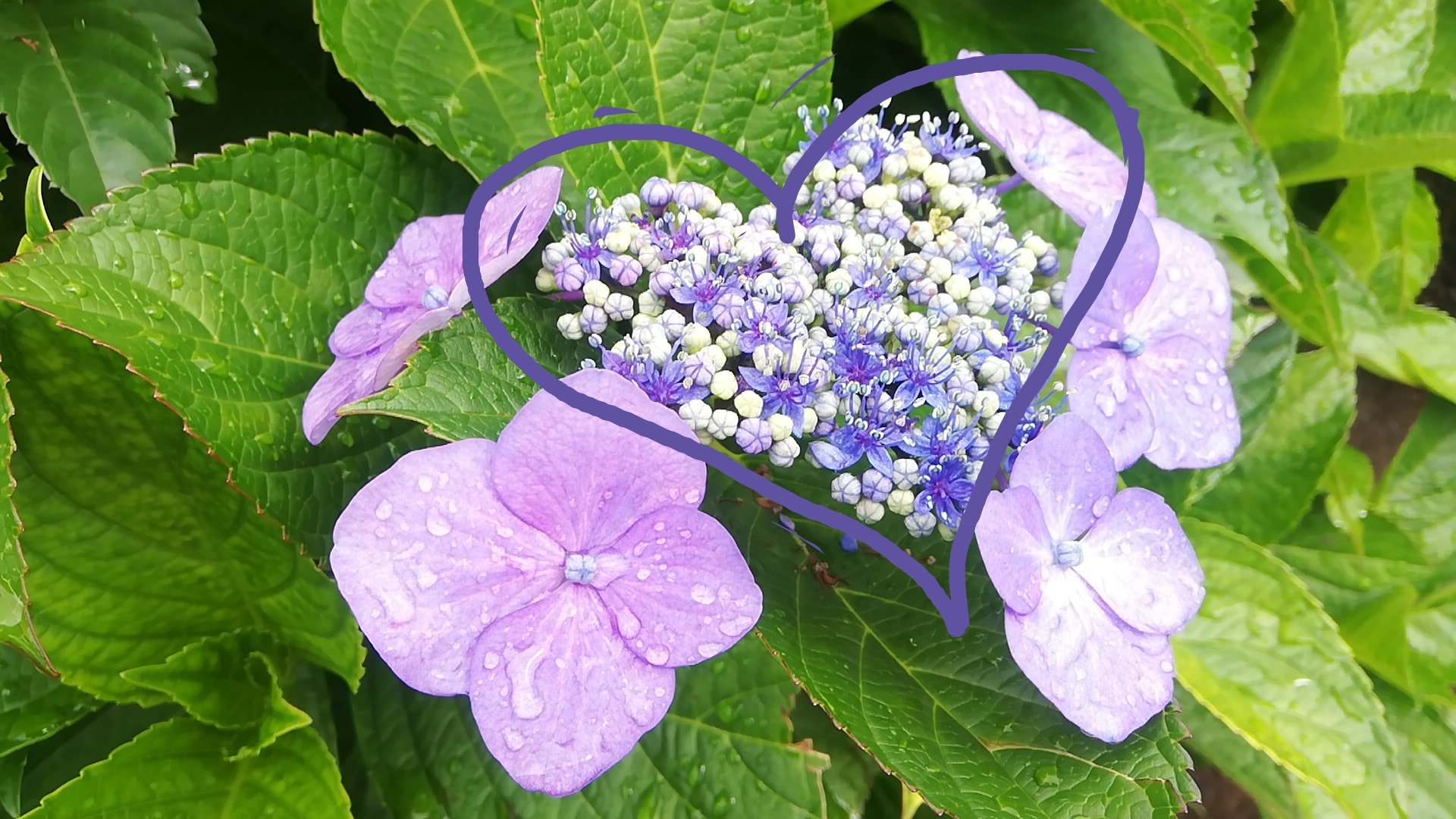 تويتر りえち على تويتر 紫陽花には雨露が似合う 朝の散歩で見かけた 恋人の日 T Co 2z3c0ckxbd