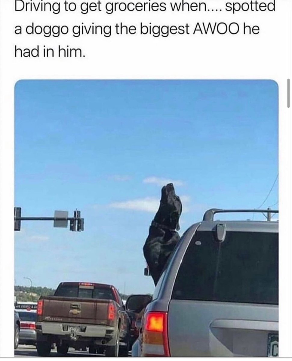 MensHumor's tweet photo. He looks Majestic AF https://t.co/1ksYMRaSk8