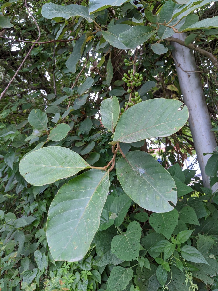 DrVivekVaishnav's tweet photo. Fruiting season of #Litsea species! https://t.co/rUSzHSm9xP