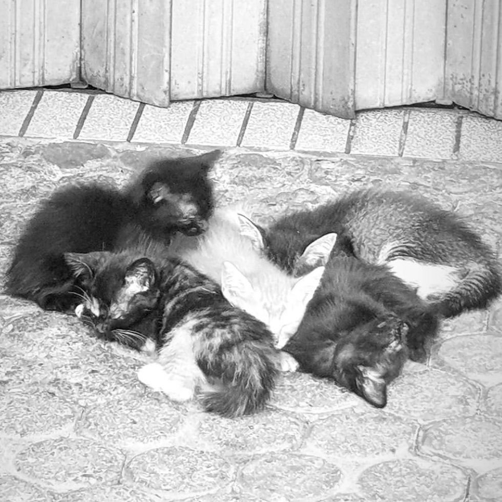 neysooo's tweet photo. The Five Kitties That Stole My Heart 🖤

Vividly remember the panic we had that our resident cat birth 5 little kitties. Each day passes we saw them grew from opening their eyes, to crawl, to walk. Not long after that, the mom decide to bring each kitten down… https://t.co/5zt4KiTzc7