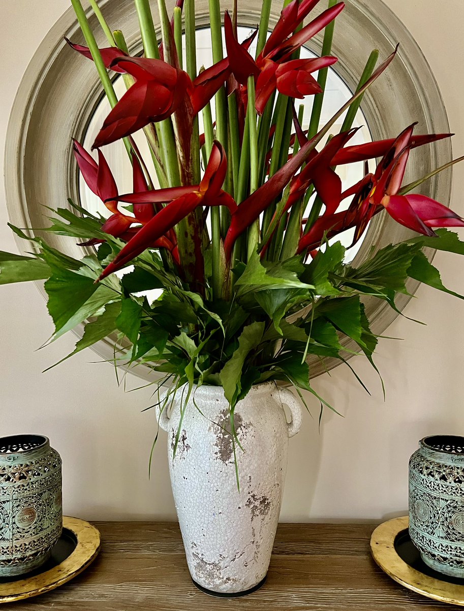gita_mathew's tweet photo. Blessed Sunday Everyone ♥️🙏🏼
“Heliconias” are one of the most showy, distinctively tropical flowers with beautiful, brilliant colorful flowering bracts.
#HomeGarden
#TrendingRed https://t.co/MfInuXMwIk