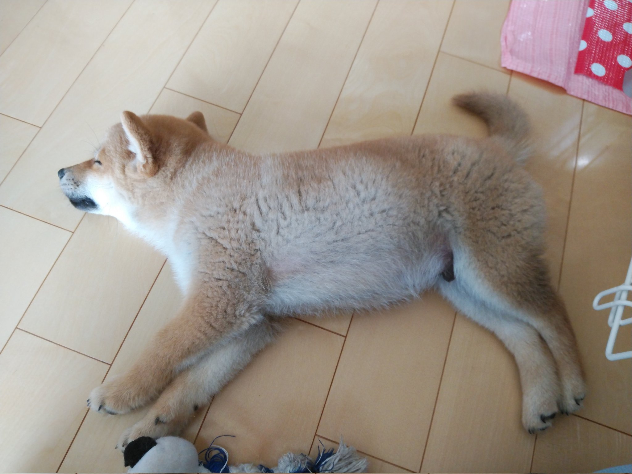 Fgc Papa フローリングの上が冷たくて気持ちいいみたい 柴犬 子犬 T Co 2emw1oqdz1 Twitter