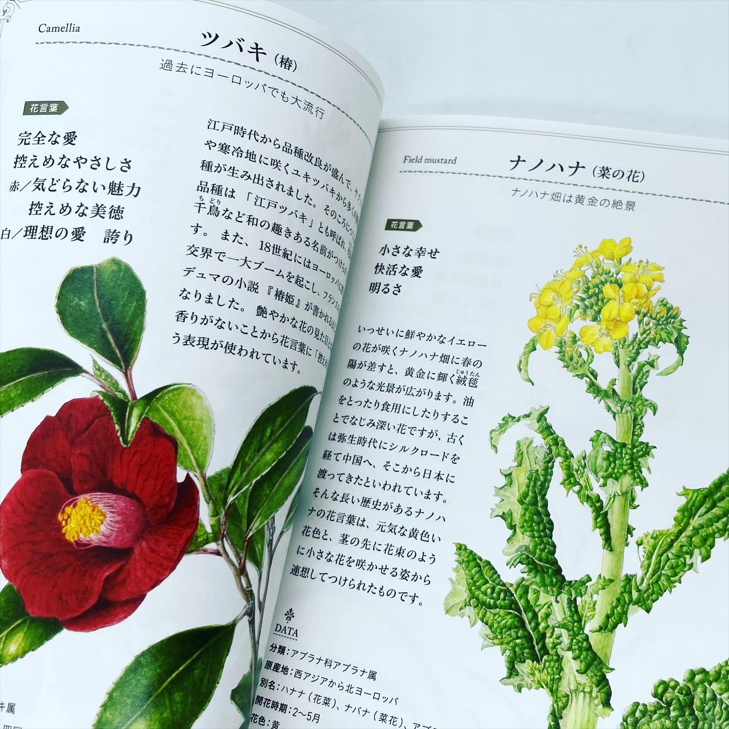 451books リアル店舗は今日も12時から営業です 6月12日 日 12時 18時 植物画で彩る美しい花言葉 花言葉 を美しい花図譜で楽しめて 花にまつわるちょっとしたエピソードも 掲載している花は切り花から山野草まで様々です ナツメ社 T Co