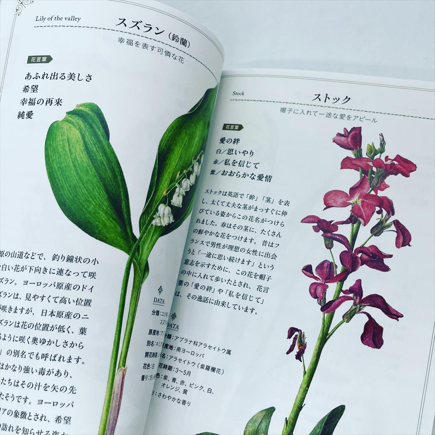451books リアル店舗は今日も12時から営業です 6月12日 日 12時 18時 植物画で彩る美しい花言葉 花言葉 を美しい花図譜で楽しめて 花にまつわるちょっとしたエピソードも 掲載している花は切り花から山野草まで様々です ナツメ社 T Co