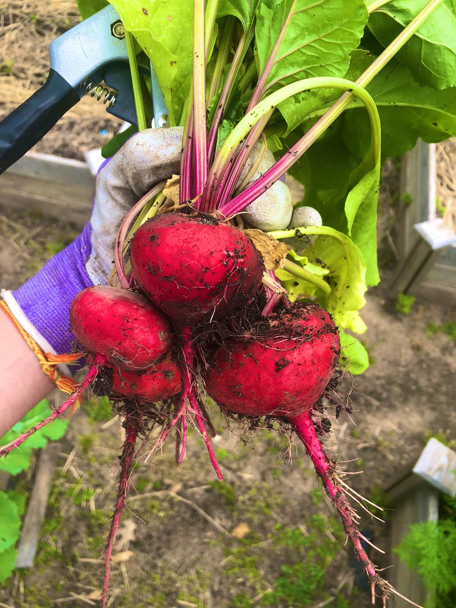 anjitru's tweet photo. My own personal farmer’s market 🥕🥦🥬🥒

After spending 7 days at #asms2022  I came home to a full harvest of beets, carrots, and kale. 

You can call me a Mass Spectrometrist👩🏽‍🔬 and Farmer 👩🏽‍🌾 #GardeningTwitter #AcademicTwitter https://t.co/oN8LAADFSA