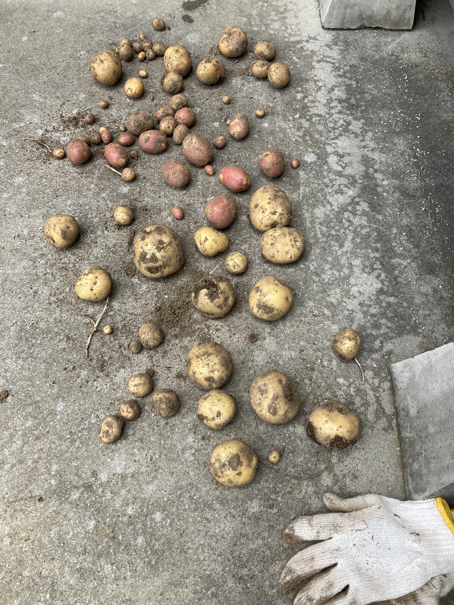 インカのひとみ Twitter Search Twitter