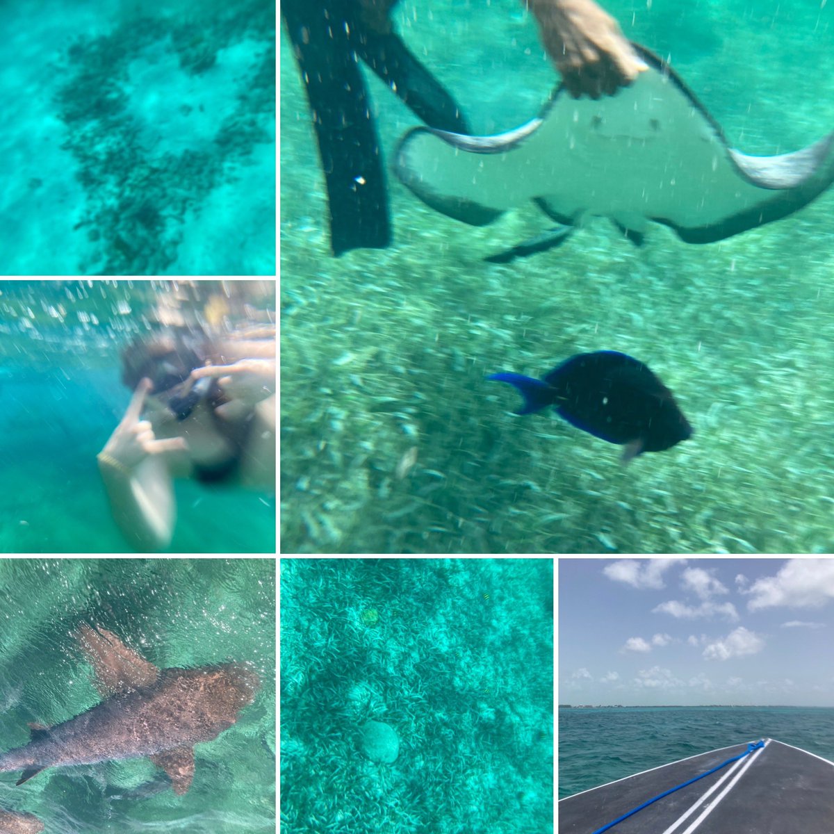 CentralCRT's tweet photo. Snorkeling in three locations is exhausting 🥱 got to see some nurse sharks, green sea turtles, lots of fish and a few rays #Belize #AmbergrisCaye @reefadventure https://t.co/TtGE9iSitb