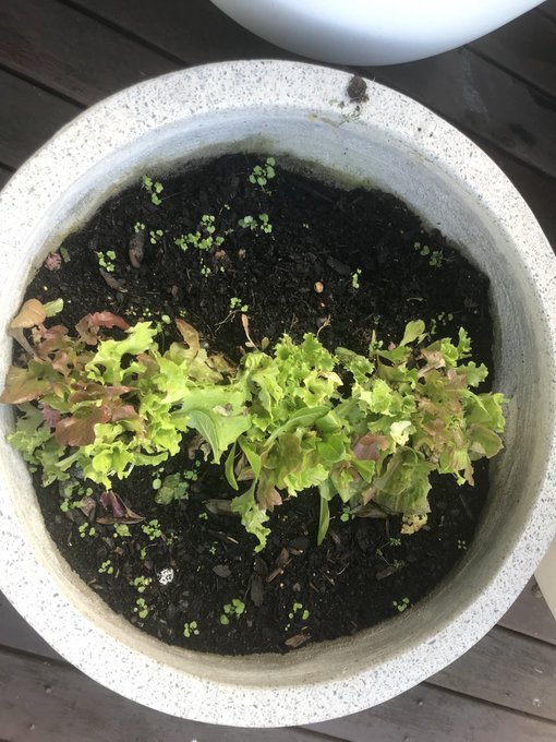 Plant-pot of lettuce