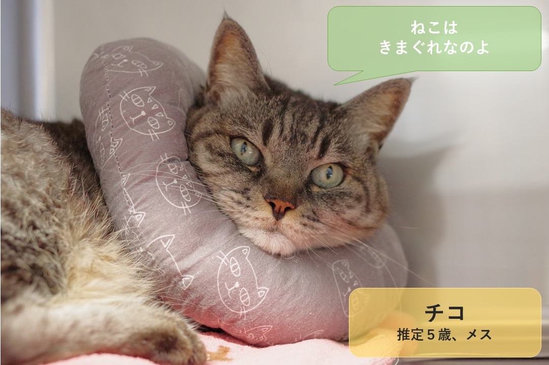 譲渡動物情報 新しく チコ が追加されました 意志の強そうなまなざしが特徴の さらふわ毛並みの女の子 猫らしいはっきりした性格で 基本的にはかまってもらうのが大好きです チコちゃんの気持ちに寄り添って 楽しく快適に暮らしてくださる飼い主さん募集中