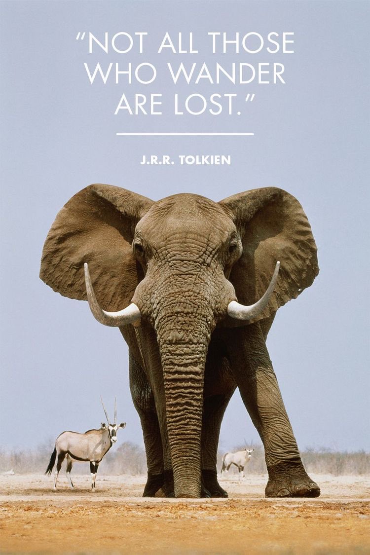 🐘👀❤️