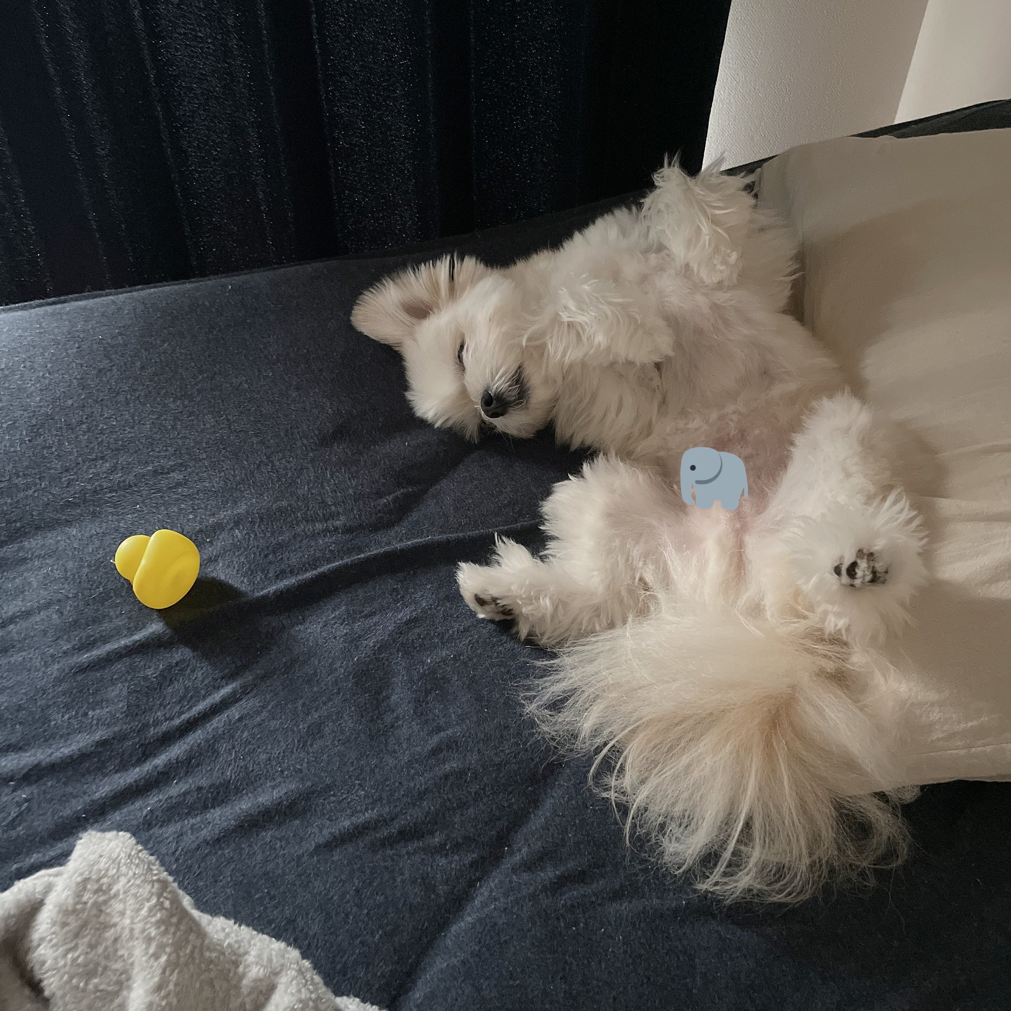 ぽんた 遊びながら寝たい犬 いつもベッドにおもちゃ持って来るけど 寝返り打つ度に体に刺さって飼い主の睡眠の質が下がってる でも 犬が幸せならok T Co 9t67ln1hq2 Twitter