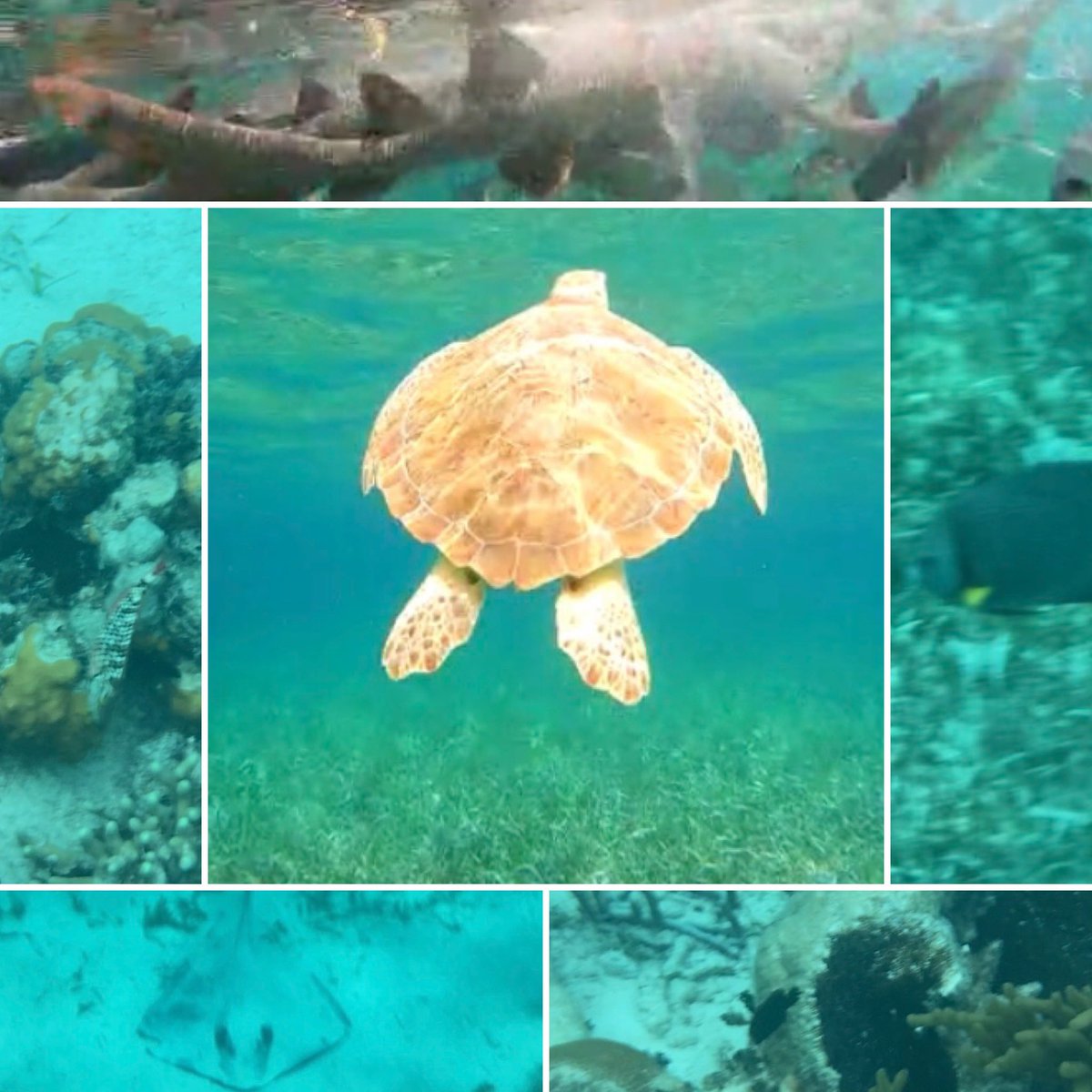 CentralCRT's tweet photo. More snorkeling pics https://t.co/oAhsOFGVF5