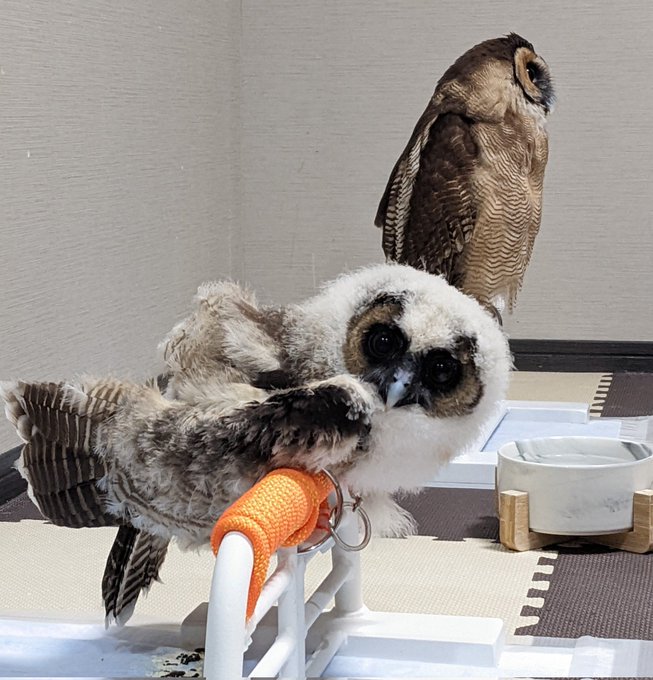 ふくろうのtwitterイラスト検索結果