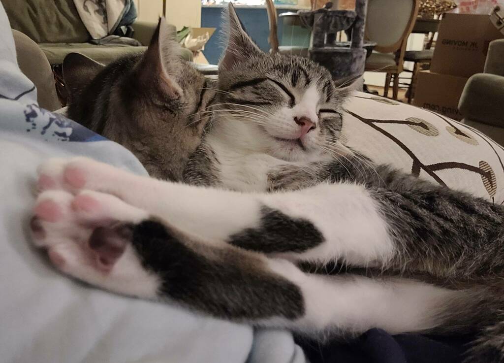 We Love Cats, USA tweet media