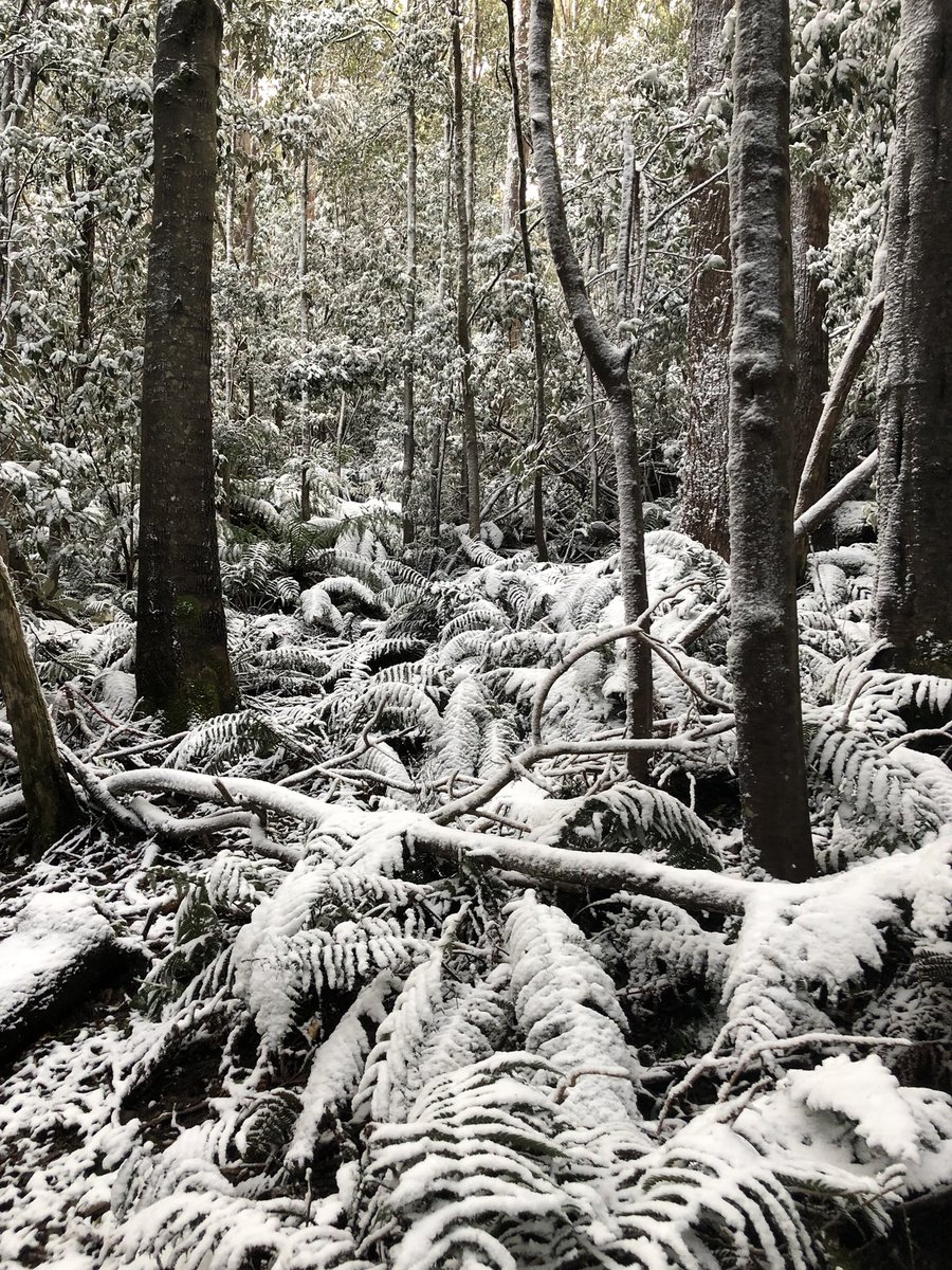 JtdFinch's tweet photo. #snowbart #hobart #kunanyi #Tasmania https://t.co/QojrMUb0qJ