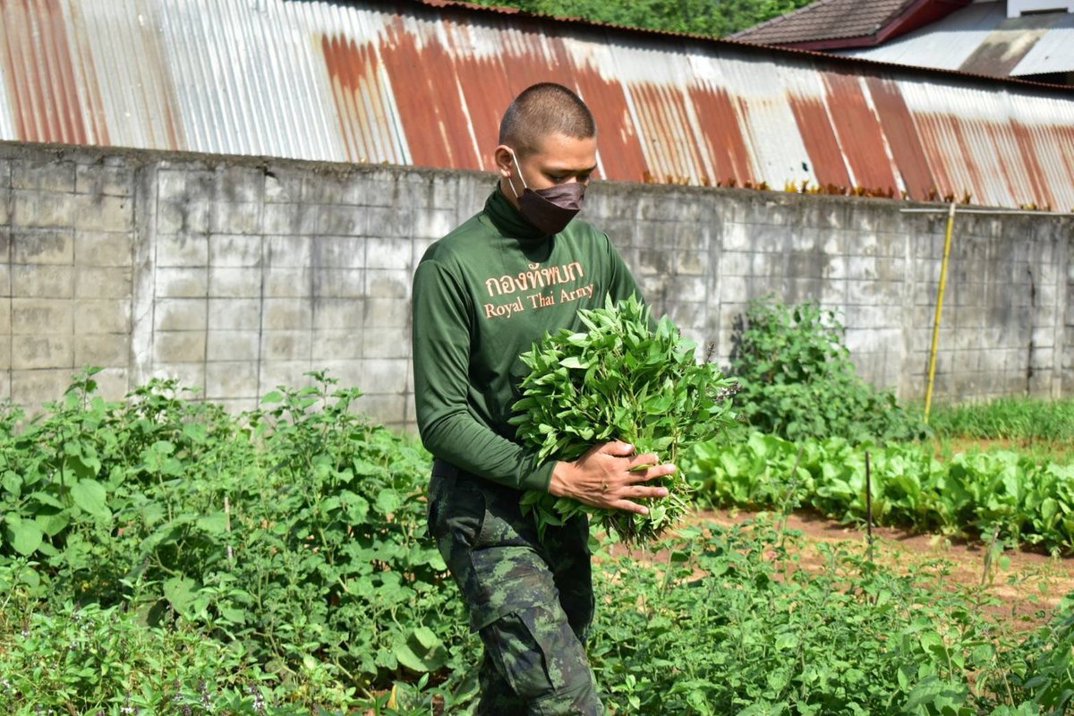 บุกสวนช่วยเกษตรกร ฟื้นฟูเศรษฐกิจฝ่าวิกฤตโควิด-19🌿👨🏻‍🌾

✨🪖ร.13 พัน.3 ลงพื้นที่เข้ารับซื้อผลผลิตทางการเกษตรที่ล้นตลาด จากเกษตรกร นายสีทน โสดจ้ำ ในพื้นที่ บ.หนองโอน ต.เชียงพิณ อ.เมือง จ.อุดรธานี 

#ทหารพระราชา
#ทหารมีไว้ทำไม