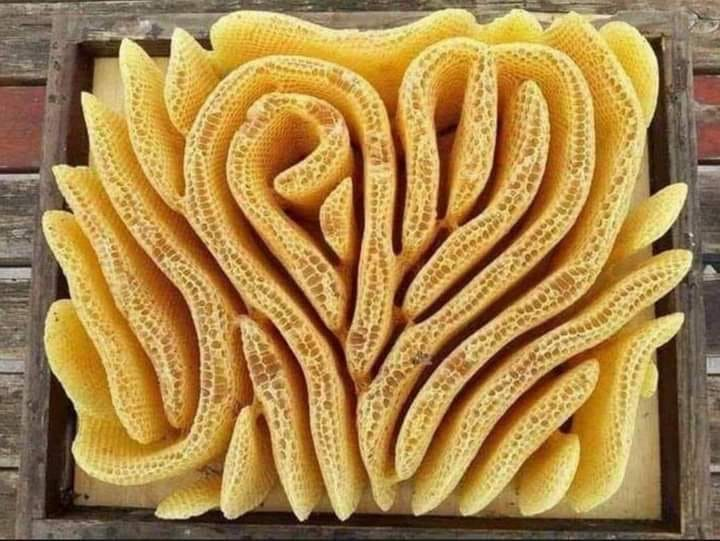 MaggieJoy70's tweet photo. When a beekeeper forgot to put the frames back in the hive, the bees built this themselves. It takes into account airflow and temp regulation. Remarkable! https://t.co/mMQzcVvDwk