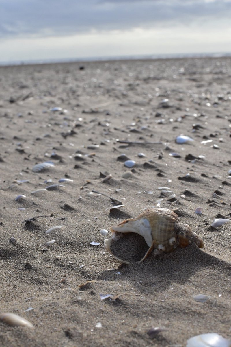 Tracey (@pebble_photo) on Twitter photo 