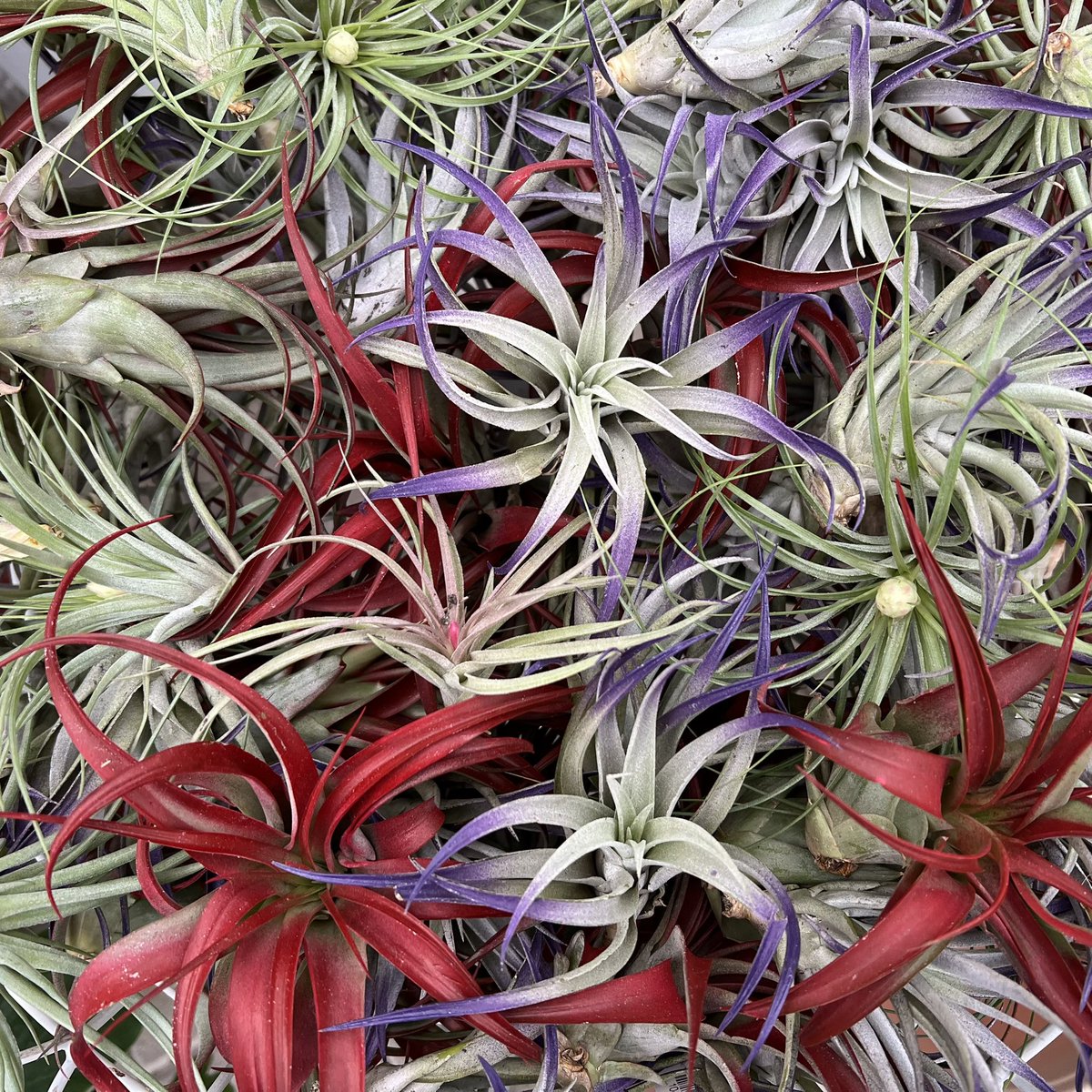 HeyGrowingPlace's tweet photo. Airplants / Tillandsia need no soil! https://t.co/himGXwnbvx