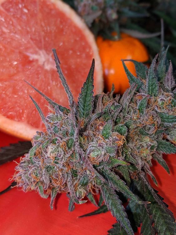 Herbworthy's tweet photo. Grapefruit 😍
Read: https://t.co/E30HLFXsFO https://t.co/MdK0IKZodH