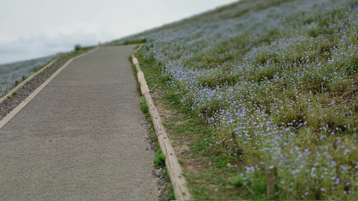 shihobbbbbb's tweet photo. 少し前にネモフィラ見に行った
時期が遅くておハゲだったけどw

BBのホーム戦かと思ったわ
観客席w

頑張れBB

#ブラウブリッツ秋田 
#ネモフィラ https://t.co/jgzlsbUn14
