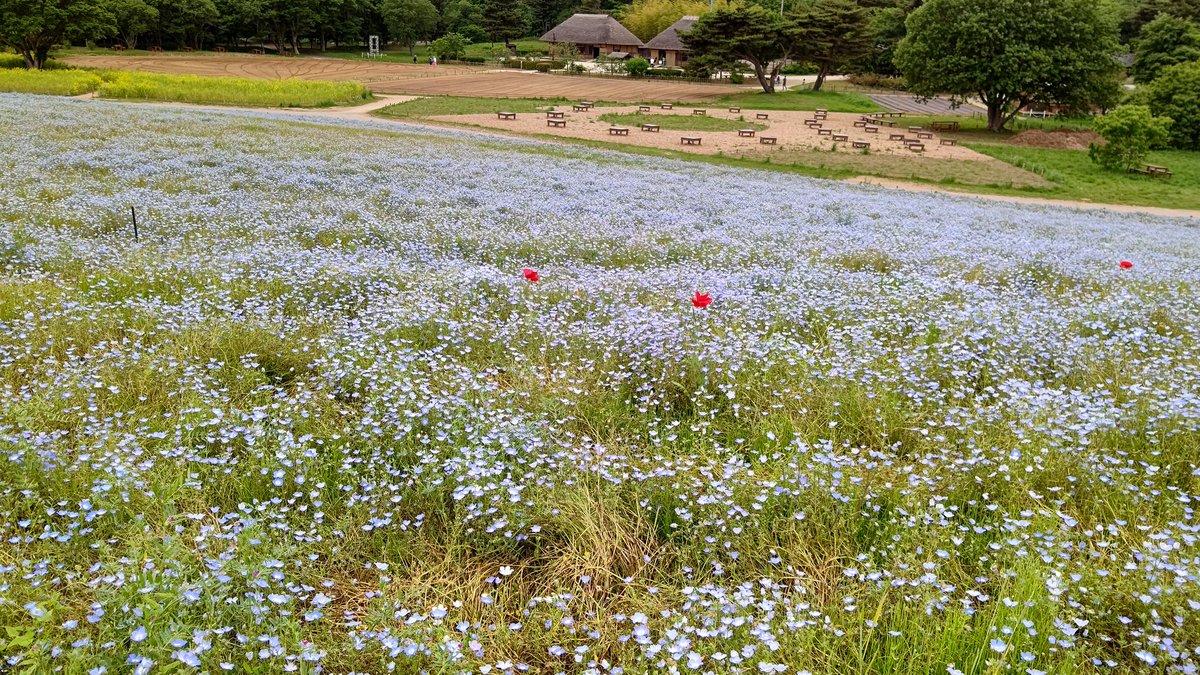 shihobbbbbb's tweet photo. 少し前にネモフィラ見に行った
時期が遅くておハゲだったけどw

BBのホーム戦かと思ったわ
観客席w

頑張れBB

#ブラウブリッツ秋田 
#ネモフィラ https://t.co/jgzlsbUn14