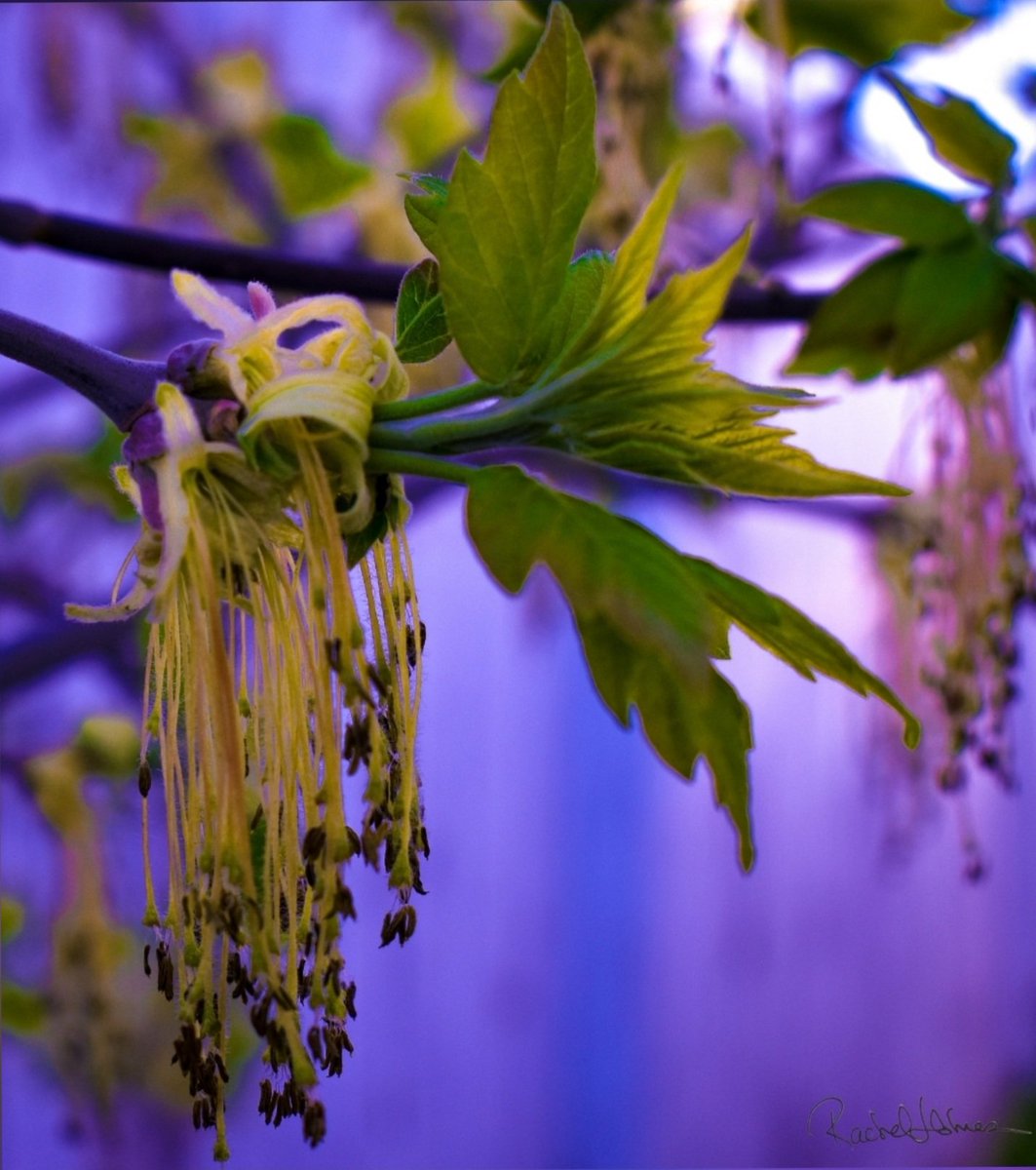 iVibrantArt's tweet photo. Spring - The beginning of flowers and stringy seed things hanging from a tree just outside my kitchen 😍

My Backyard Photography 🌿
Summer is around the corner 🌸 

0.005 #PolygonNFT 

https://t.co/BSZnuABD4S via @opensea #NFTCommunity #nftart #NFTartwork #nftarti̇st #NFTs https://t.co/FlrpUTZGZJ