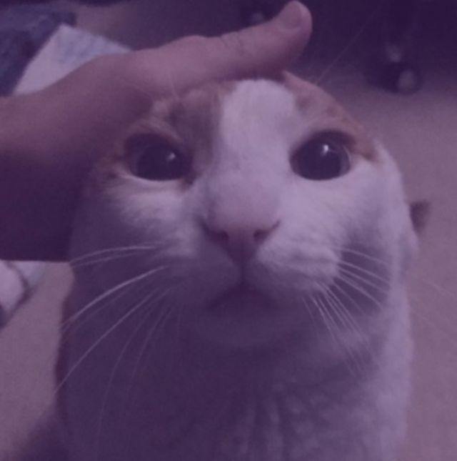 Me Petting My Cat Bot tweet media