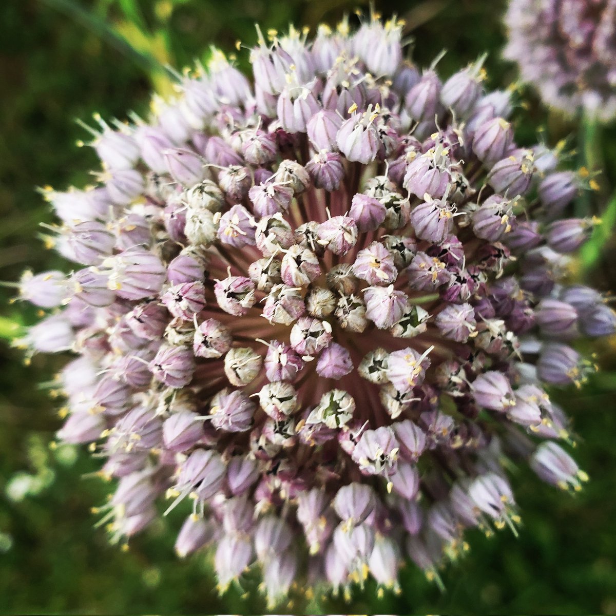 bridgetydf's tweet photo. #garlic #flowerphotography #flowers #momentofzen #flowertherapy https://t.co/7NWVRt77Yf