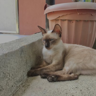 Zuki. tweet media