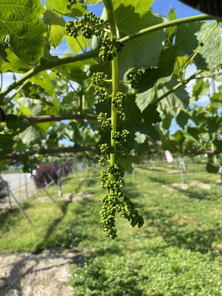 budouennosono's tweet photo. 今年は先が割れてしまうまた割れが長野では多いようです🍇
このような房はこれから形を作っていくのに難易度が上がります😓
気合いが入ります❗️❗️😊 https://t.co/kxYBgOAM7n
