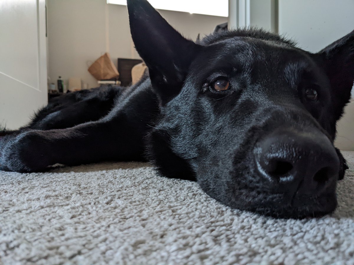 I went on a search mission today
I am very tired